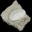 Fossil Sand Dollar (Scutella) - France #41370-1